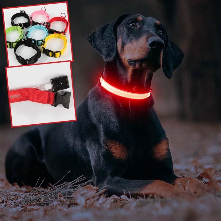 GlowPaw™ | Collier Lumineux pour Chien - l'école du chien
