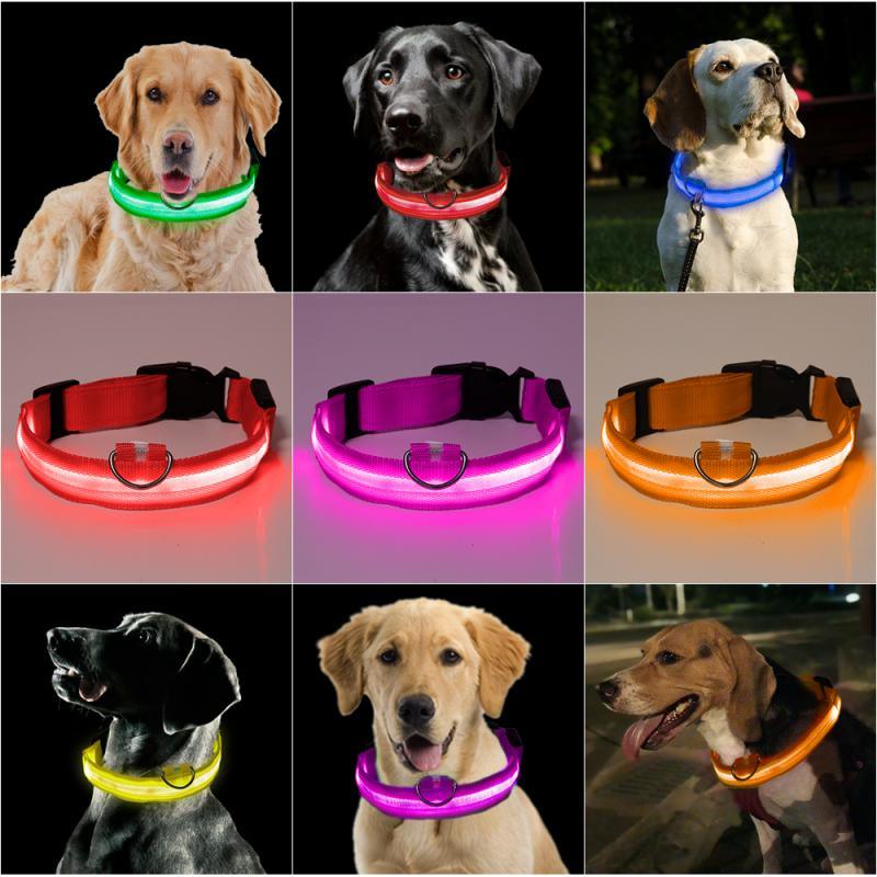 GlowPaw™ | Collier Lumineux pour Chien - l'école du chien