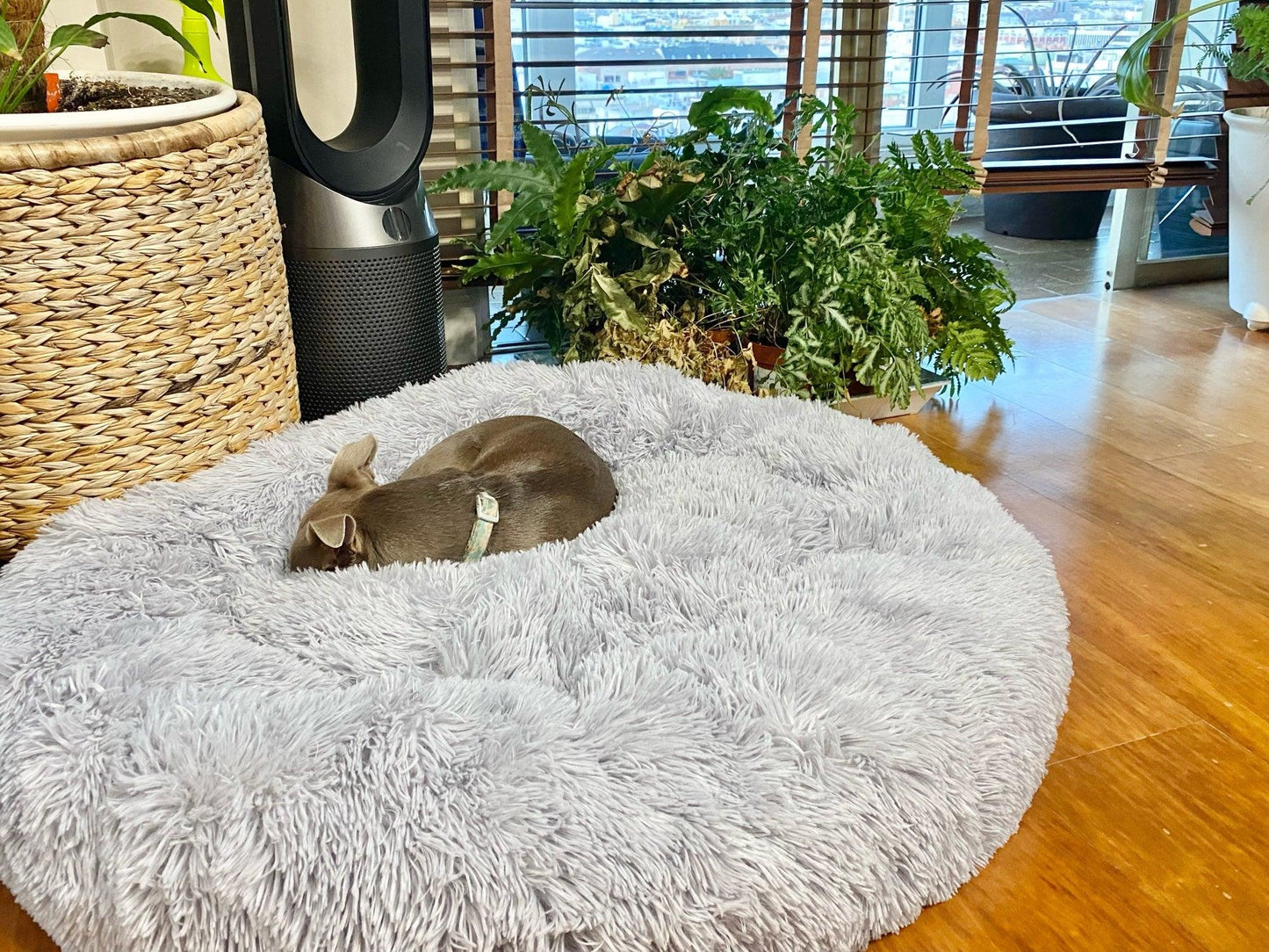 Coussin pour Chien | ConfortoPaw™ - l'école du chien