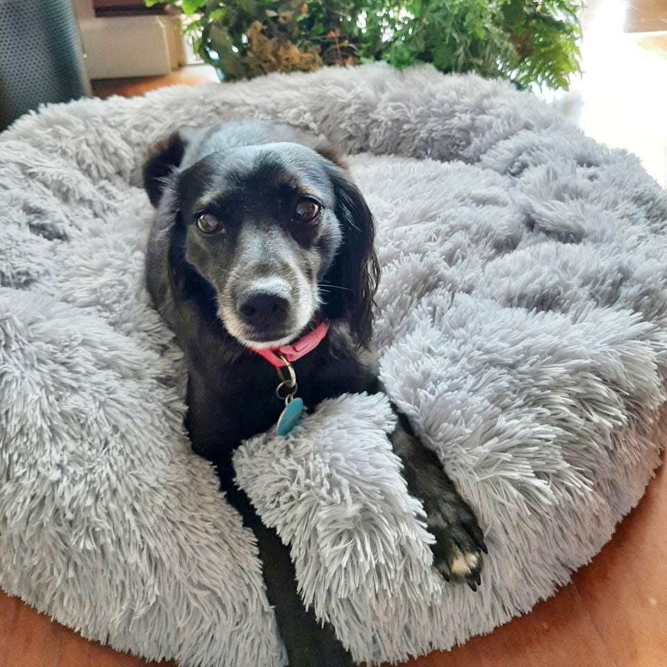 Coussin pour Chien | ConfortoPaw™ - l'école du chien