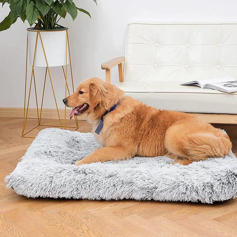Tapis pour Chien - l'école du chien
