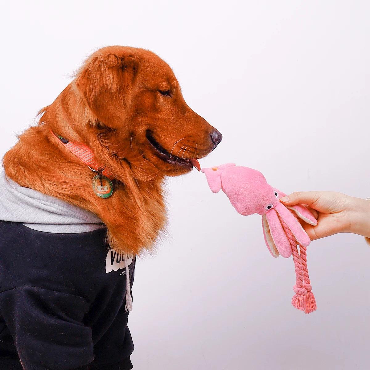 Jouet pour Chien - l'école du chien