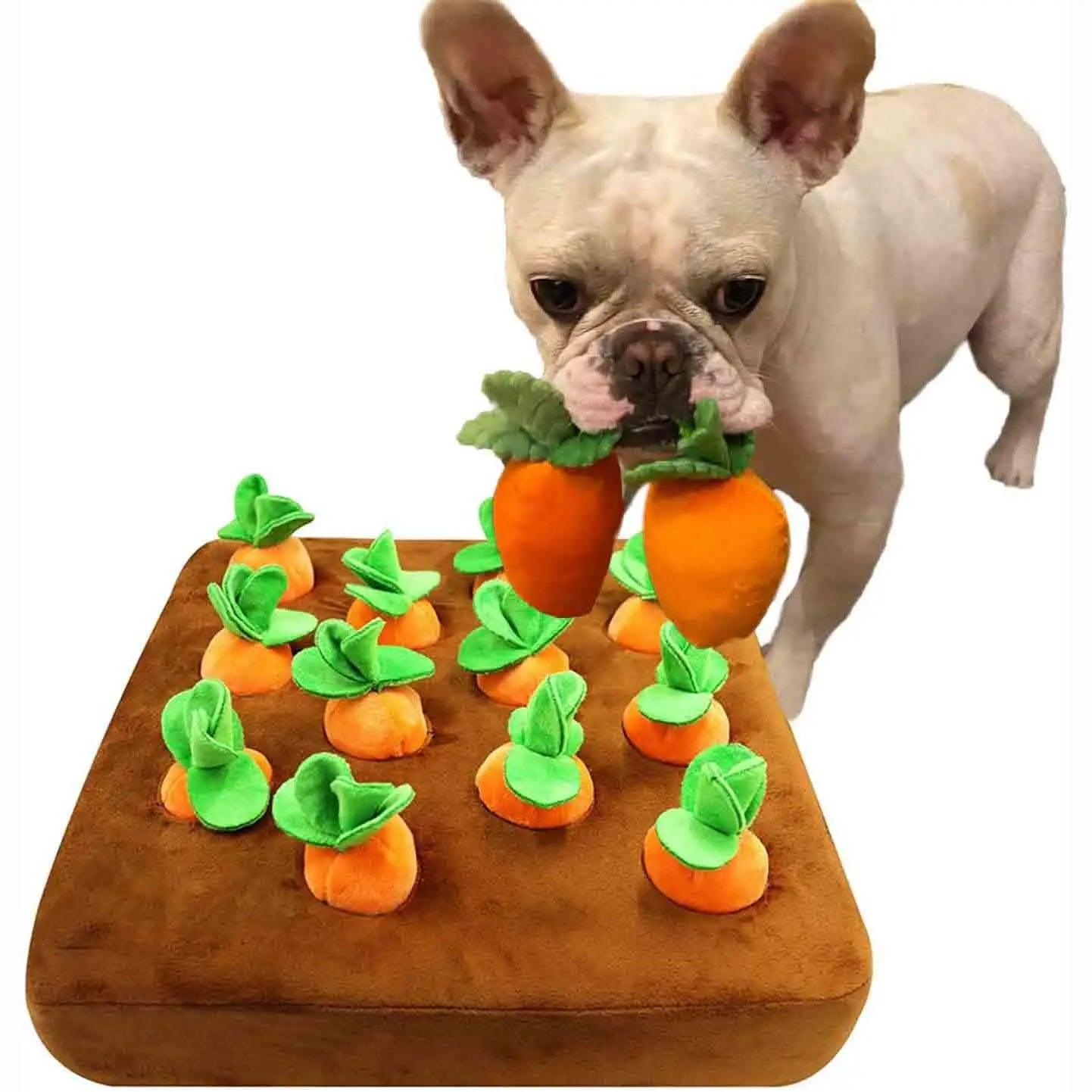 Carotte Chien - l'école du chien