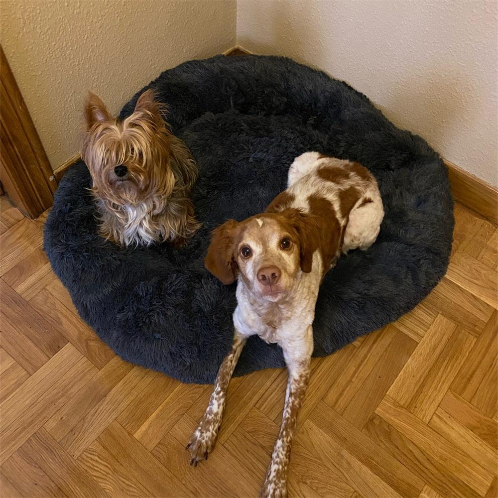 Coussin pour Chien | ConfortoPaw™ - l'école du chien