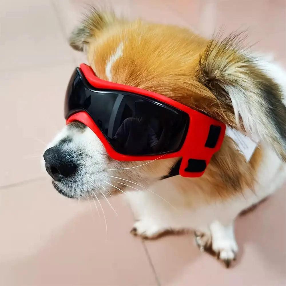 Lunettes pour Chien - l'école du chien