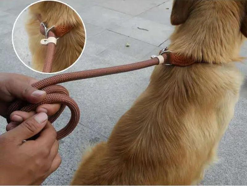 Laisse pour Chien - l'école du chien