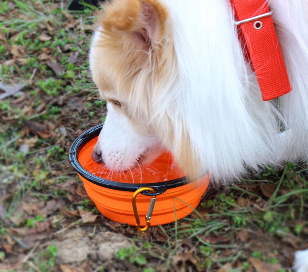 FoldableFeast™ | GAMELLE POUR CHIEN - l'école du chien