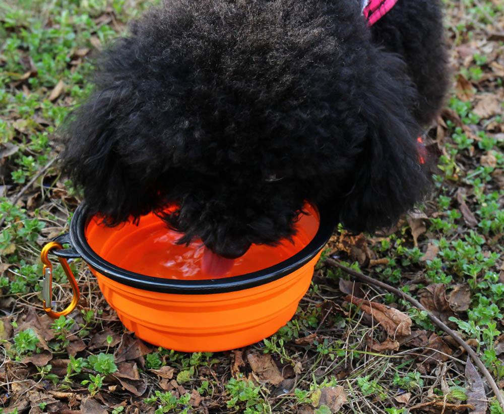 FoldableFeast™ | GAMELLE POUR CHIEN - l'école du chien