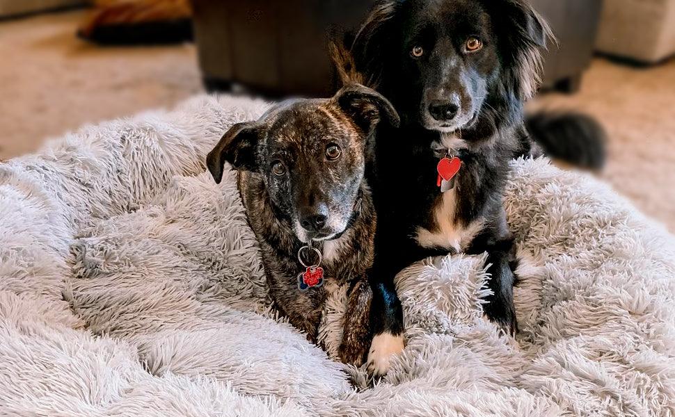 Coussin pour Chien | ConfortoPaw™ - l'école du chien