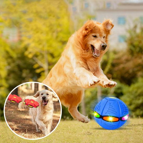 Balle pour Chien - l'école du chien