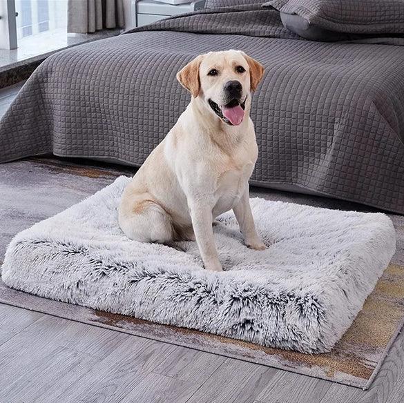 Tapis pour Chien - l'école du chien
