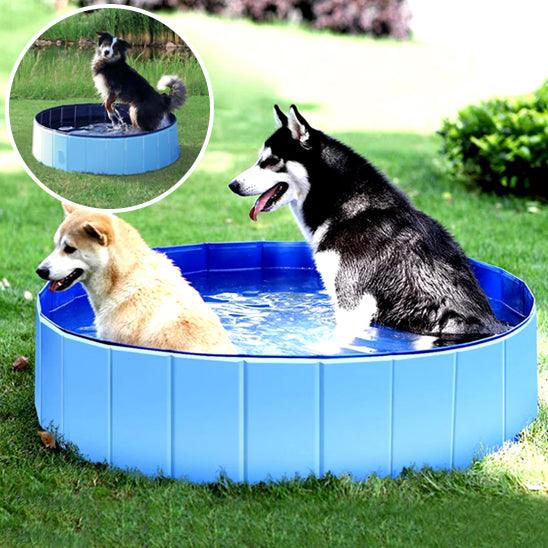 Piscine pour Chien - l'école du chien