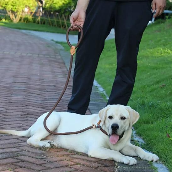 Laisse pour Chien - l'école du chien