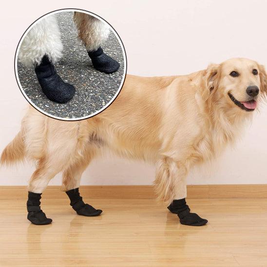 Chaussure Chien - l'école du chien