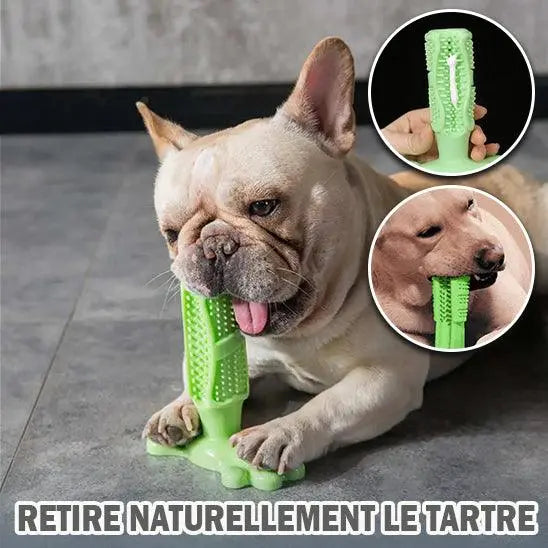 DentalDog™ | Jouet Molaire pour Chien - l'école du chien
