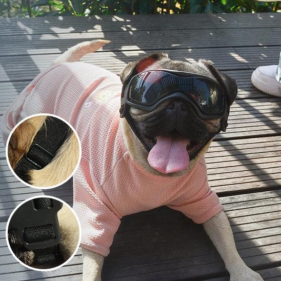 Lunettes pour Chien - l'école du chien