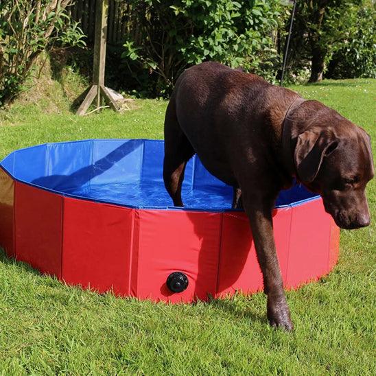 Piscine pour Chien - l'école du chien
