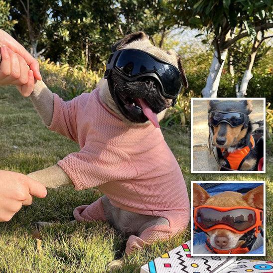 Lunettes pour Chien - l'école du chien
