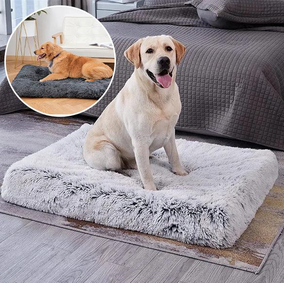 Tapis pour Chien - l'école du chien