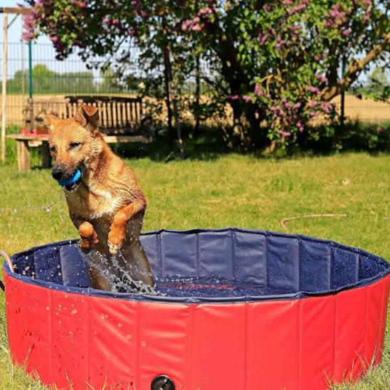 Piscine pour Chien - l'école du chien