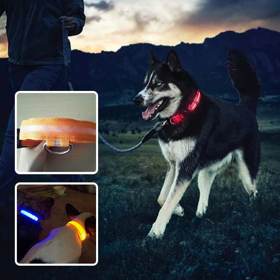 GlowPaw™ | Collier Lumineux pour Chien - l'école du chien