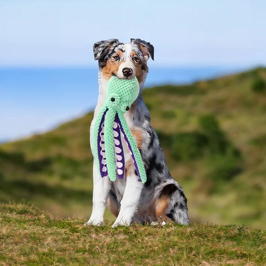 Jouet pour Chien - l'école du chien