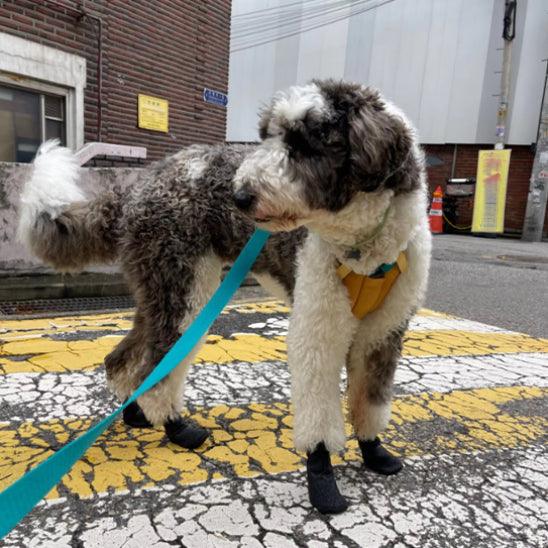 Chaussure Chien - l'école du chien