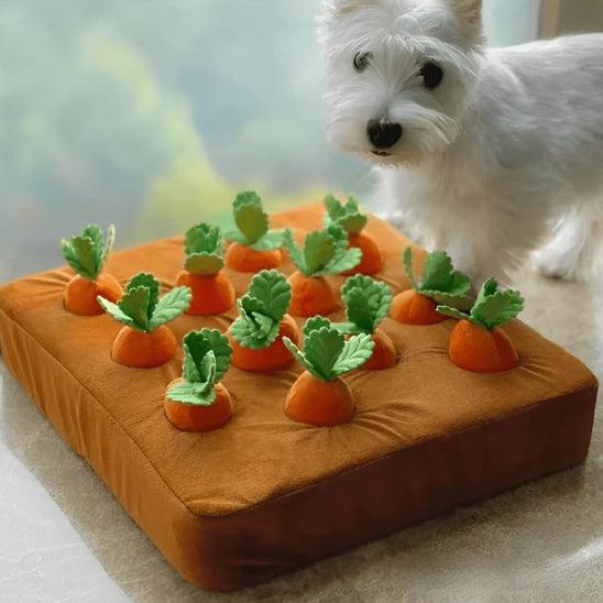 Carotte Chien - l'école du chien