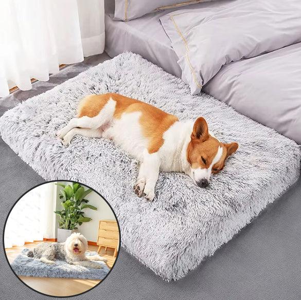 Tapis pour Chien - l'école du chien
