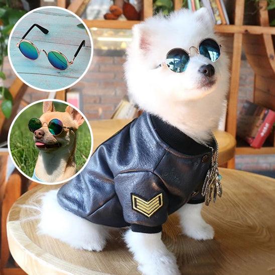 Lunettes pour Chien - l'école du chien