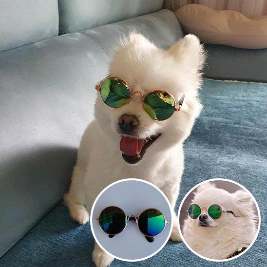 Lunettes pour Chien - l'école du chien