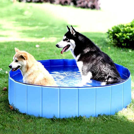 Piscine pour Chien - l'école du chien