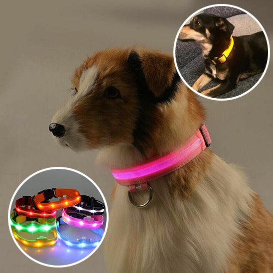 GlowPaw™ | Collier Lumineux pour Chien - l'école du chien