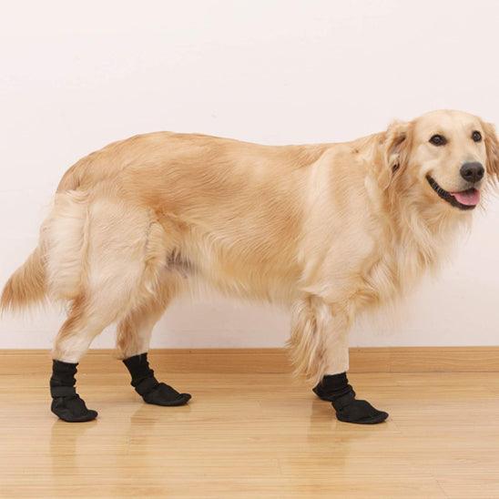 Chaussure Chien - l'école du chien