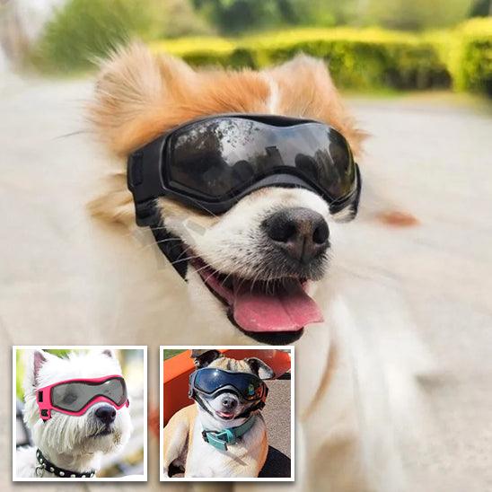 Lunettes pour Chien - l'école du chien