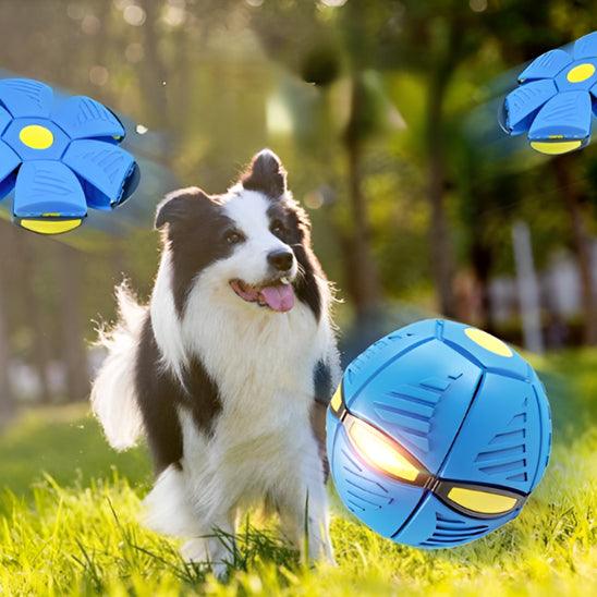 Balle pour Chien - l'école du chien