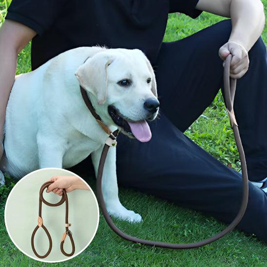Laisse pour Chien - l'école du chien