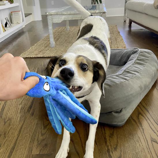 Jouet pour Chien - l'école du chien