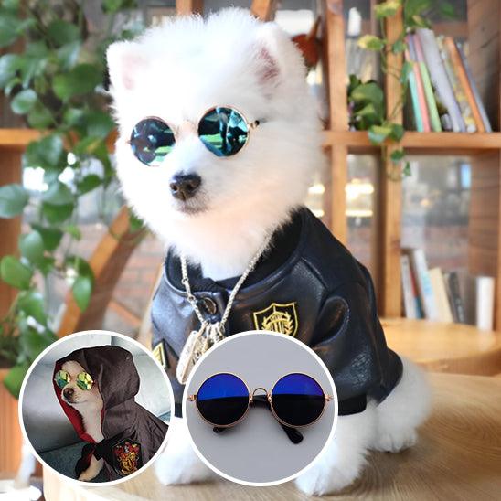 Lunettes pour Chien - l'école du chien
