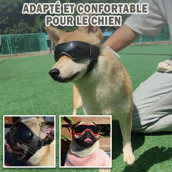 Lunettes pour Chien - l'école du chien