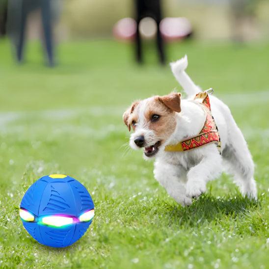 Balle pour Chien - l'école du chien
