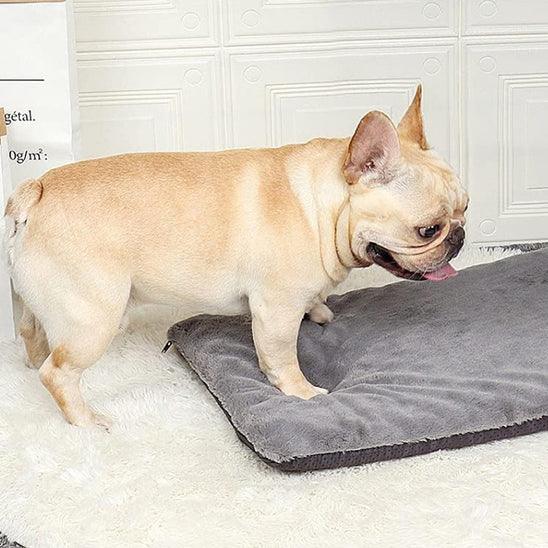Tapis pour Chien - l'école du chien