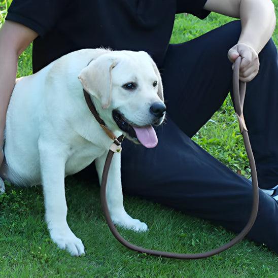 Laisse pour Chien - l'école du chien
