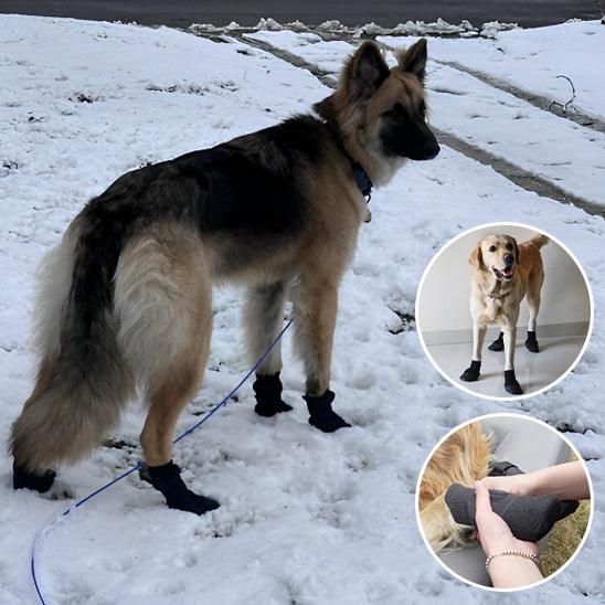 Chaussure Chien - l'école du chien