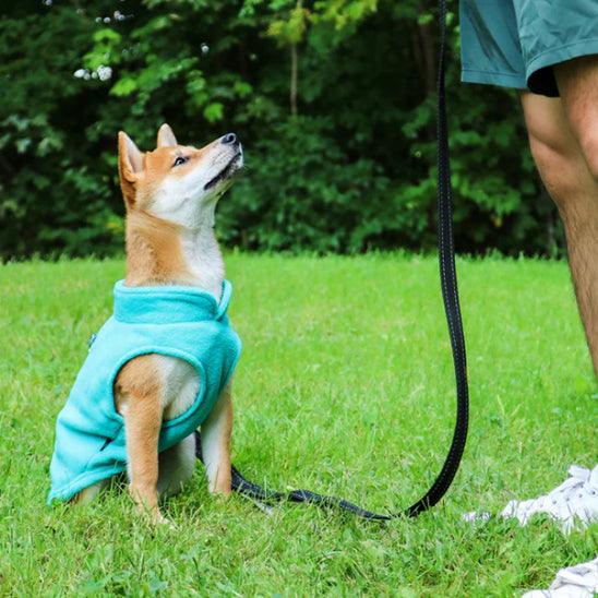 Manteau Chien - l'école du chien