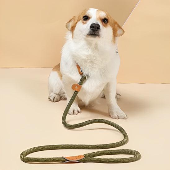Laisse pour Chien - l'école du chien
