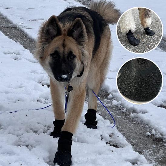 Chaussure Chien - l'école du chien