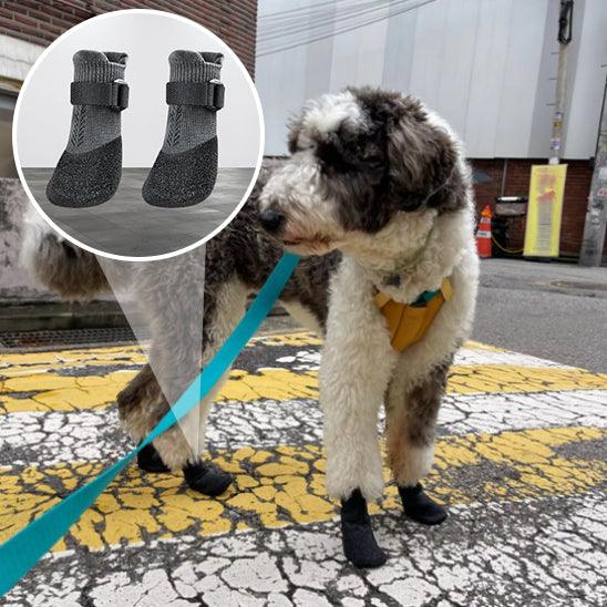 Chaussure Chien - l'école du chien
