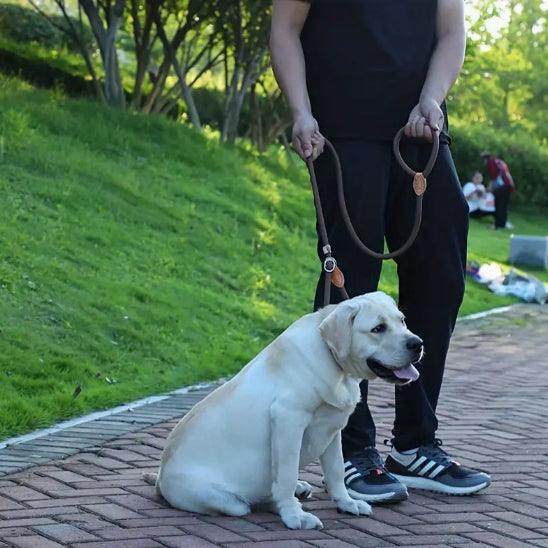 Laisse pour Chien - l'école du chien
