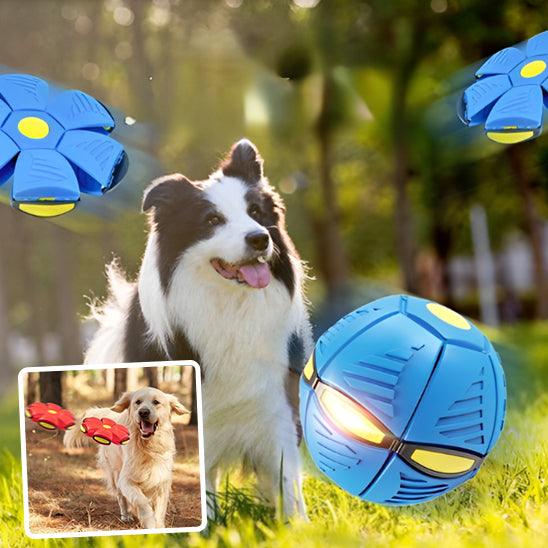 Balle pour Chien - l'école du chien